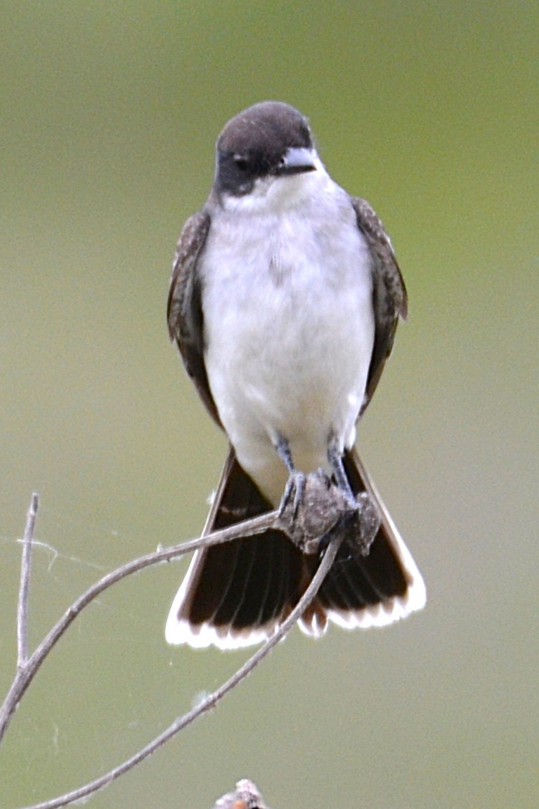 Eastern Kingbird - ML640862664
