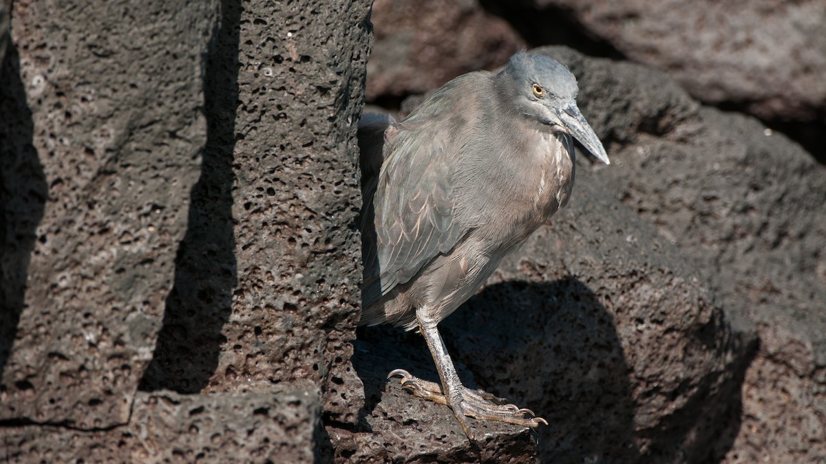 Lava Heron - ML640862665
