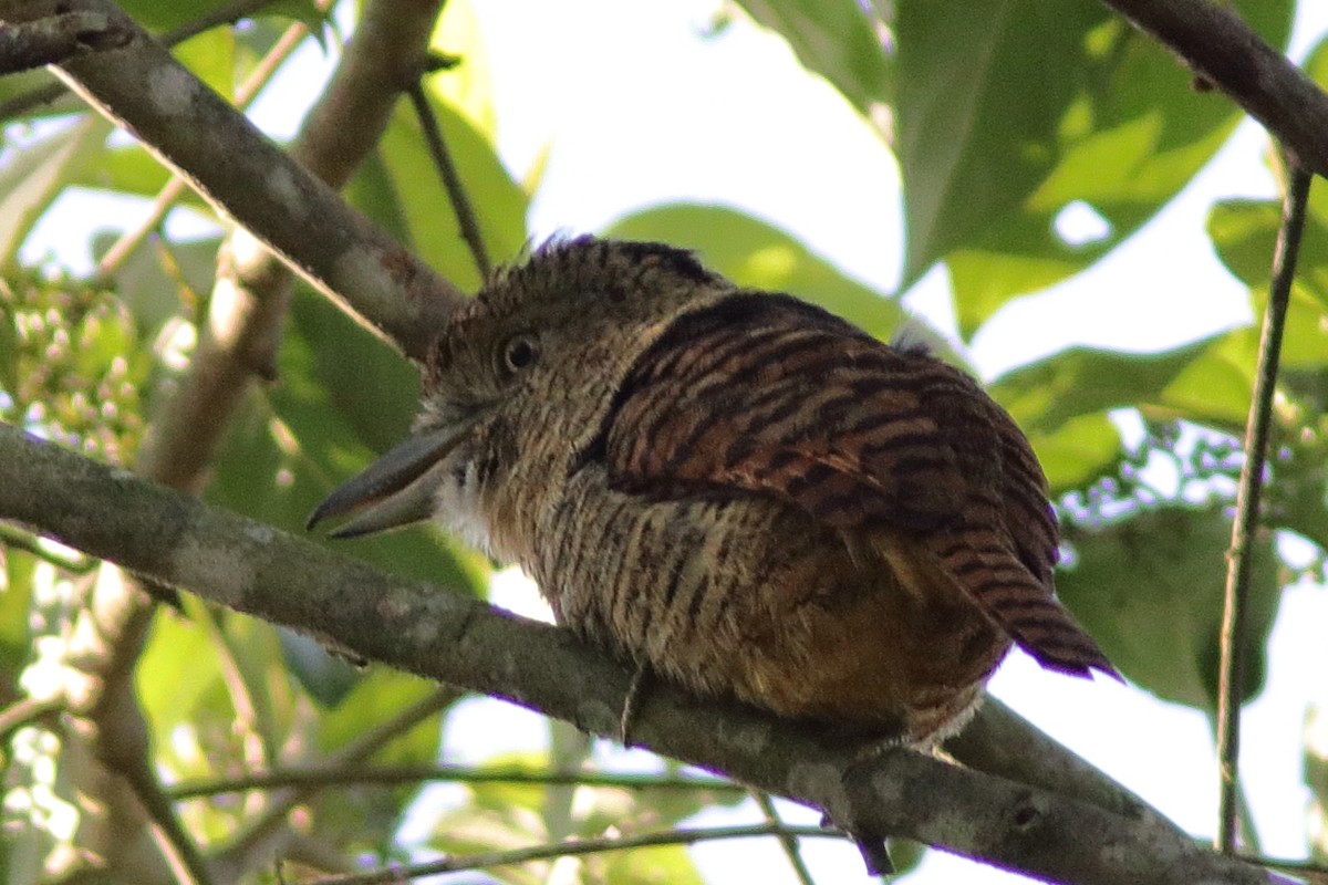 Barred Puffbird - ML640862671