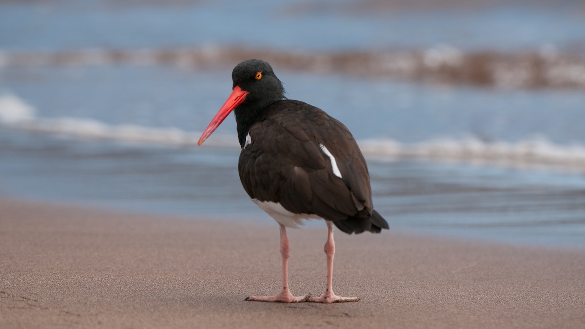 American Oystercatcher - ML640862673