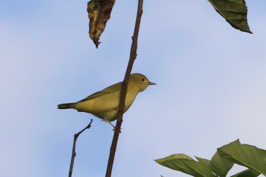 Northern Yellow Warbler - ML640862703
