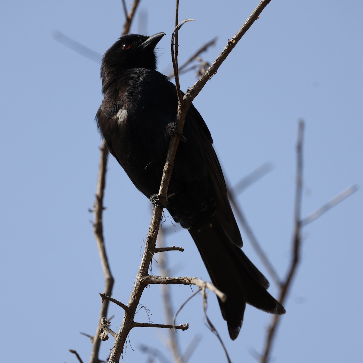 Çatal Kuyruklu Drongo - ML640862735