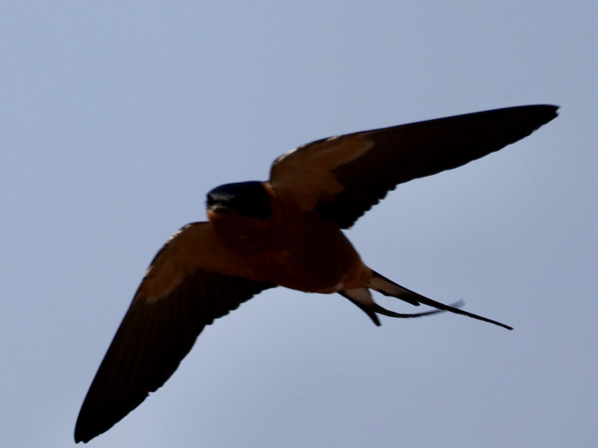 Rufous-chested Swallow - ML640862758