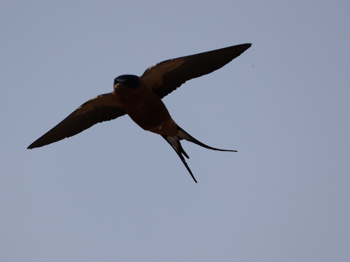 Rufous-chested Swallow - ML640862759
