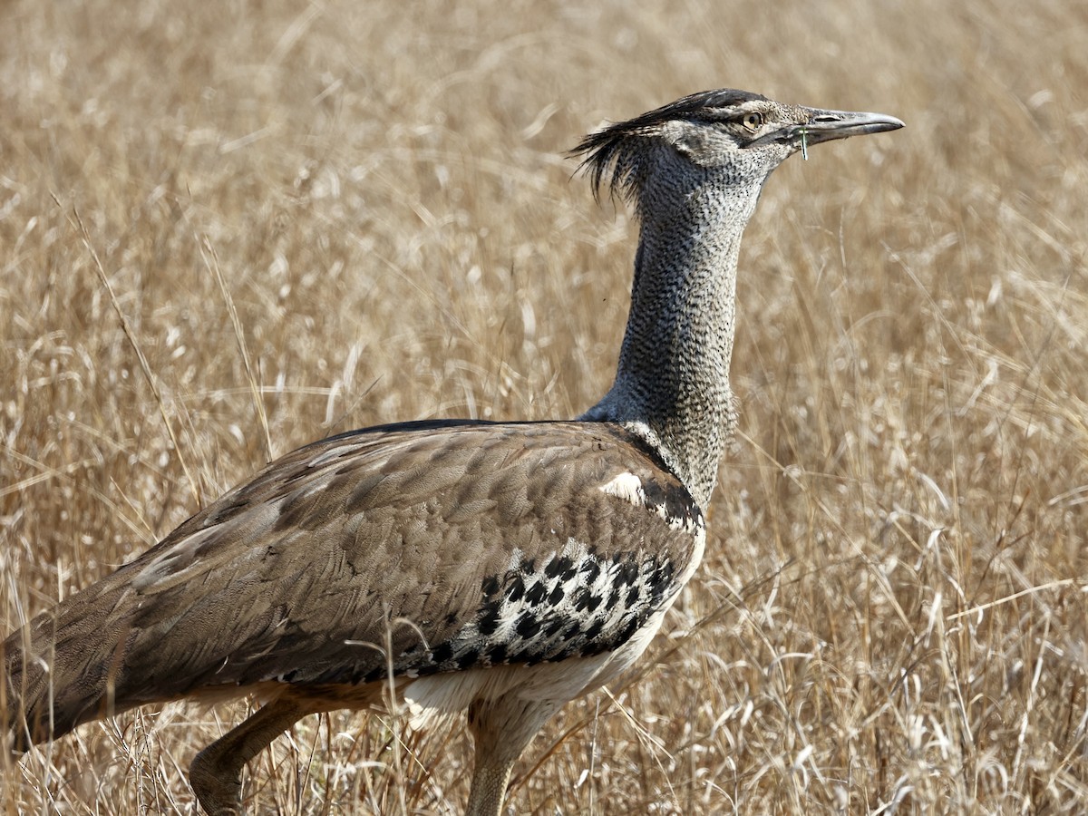 Kori Bustard - ML640862762