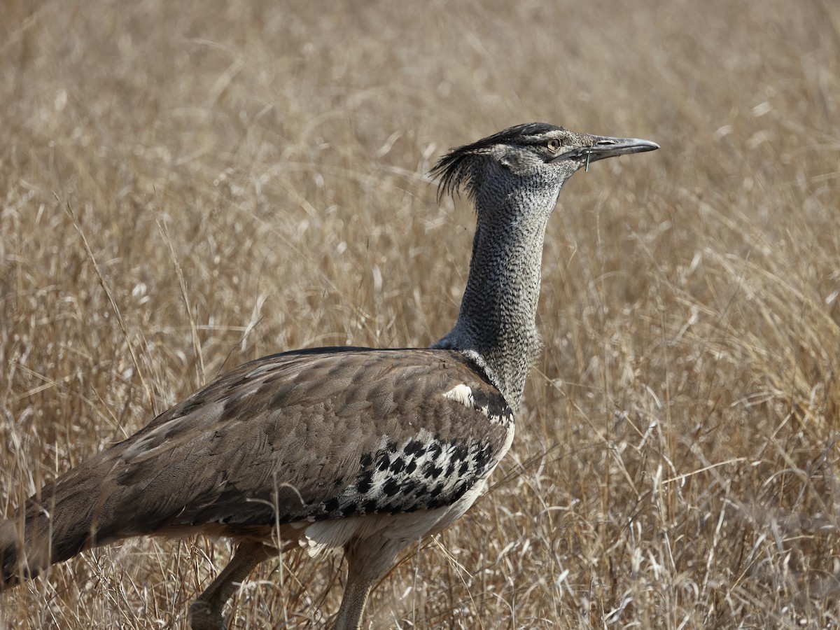 Kori Bustard - ML640862763