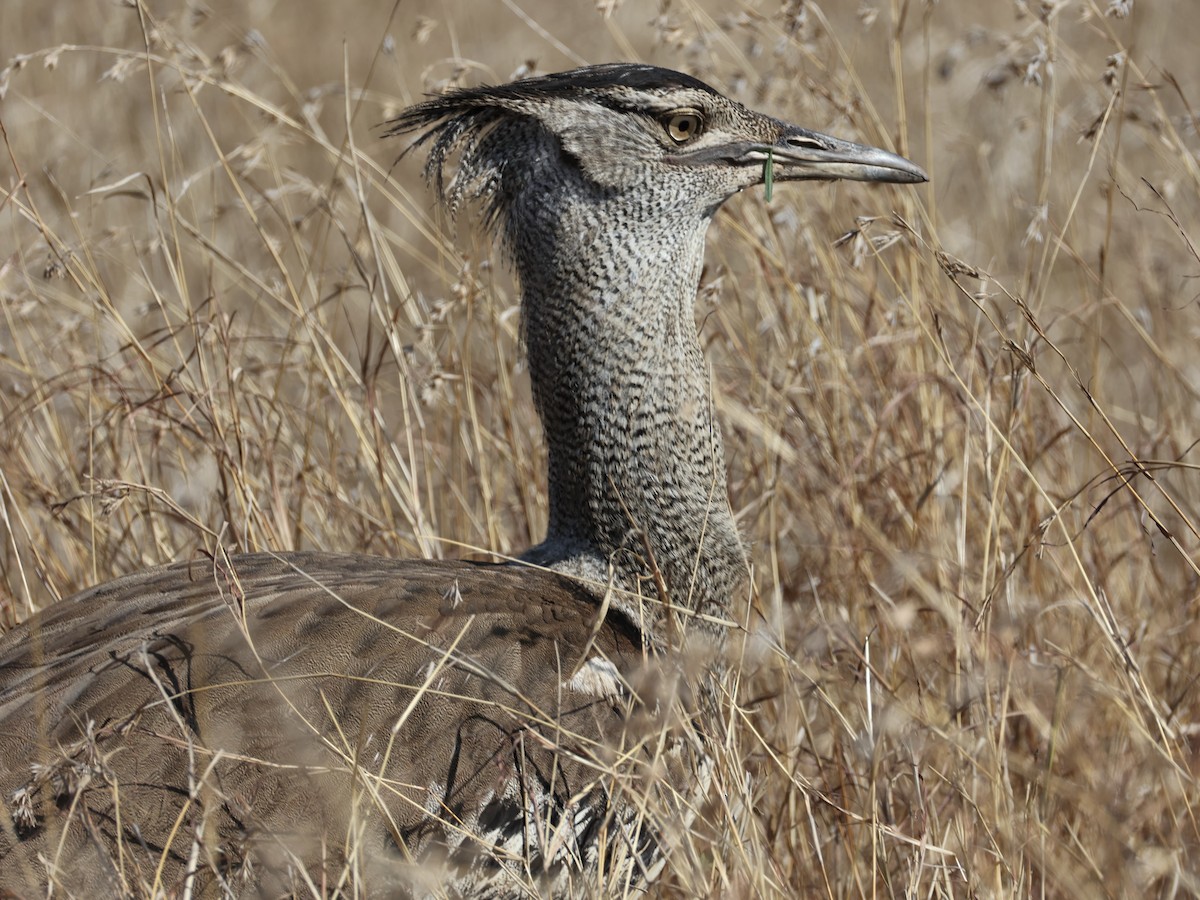 Kori Bustard - ML640862765
