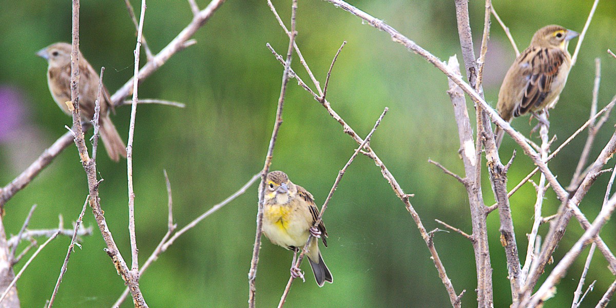 Dickcissel - ML640862888