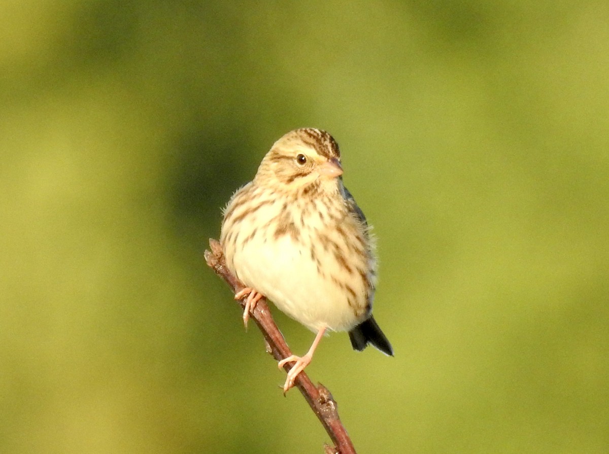 Savannah Sparrow - ML640862908
