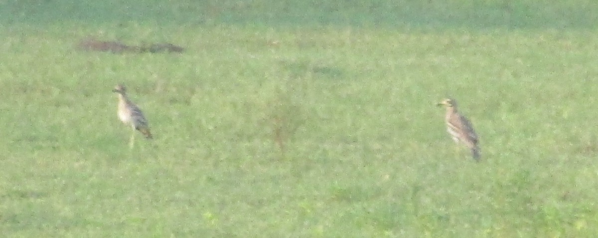 Indian Thick-knee - ML640862955