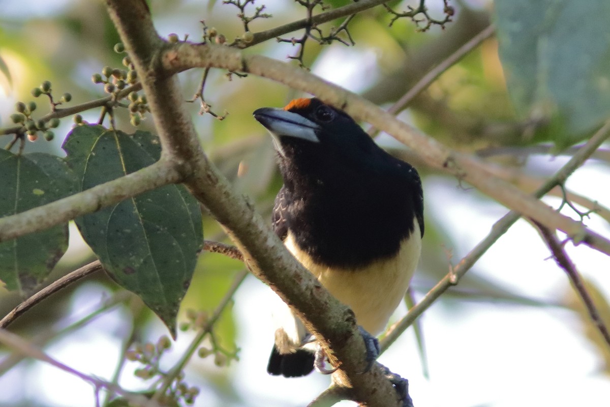 Orange-fronted Barbet - ML640862962
