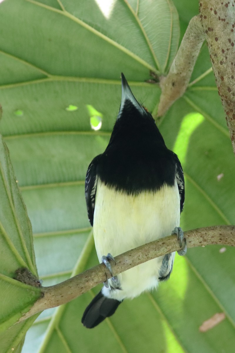 Orange-fronted Barbet - ML640862963