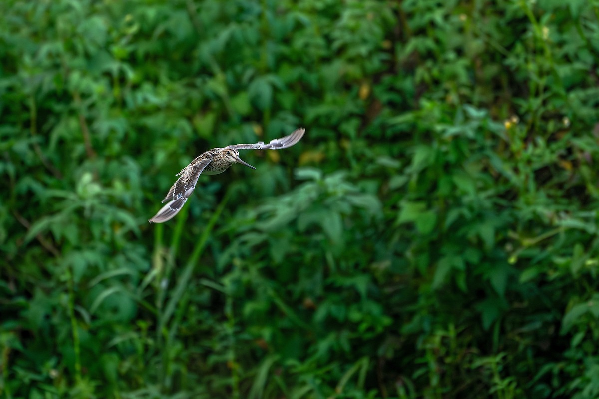 Pin-tailed Snipe - ML640862965