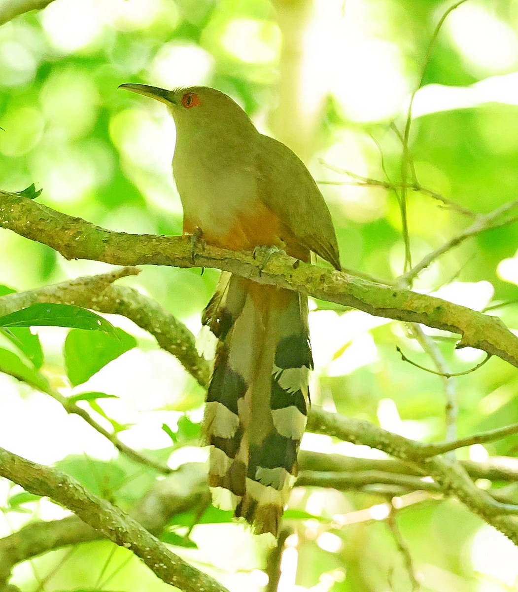 Puerto Rican Lizard-Cuckoo - ML640862971