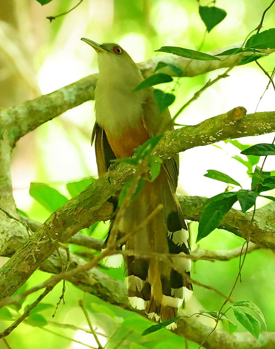 Puerto Rican Lizard-Cuckoo - ML640862972