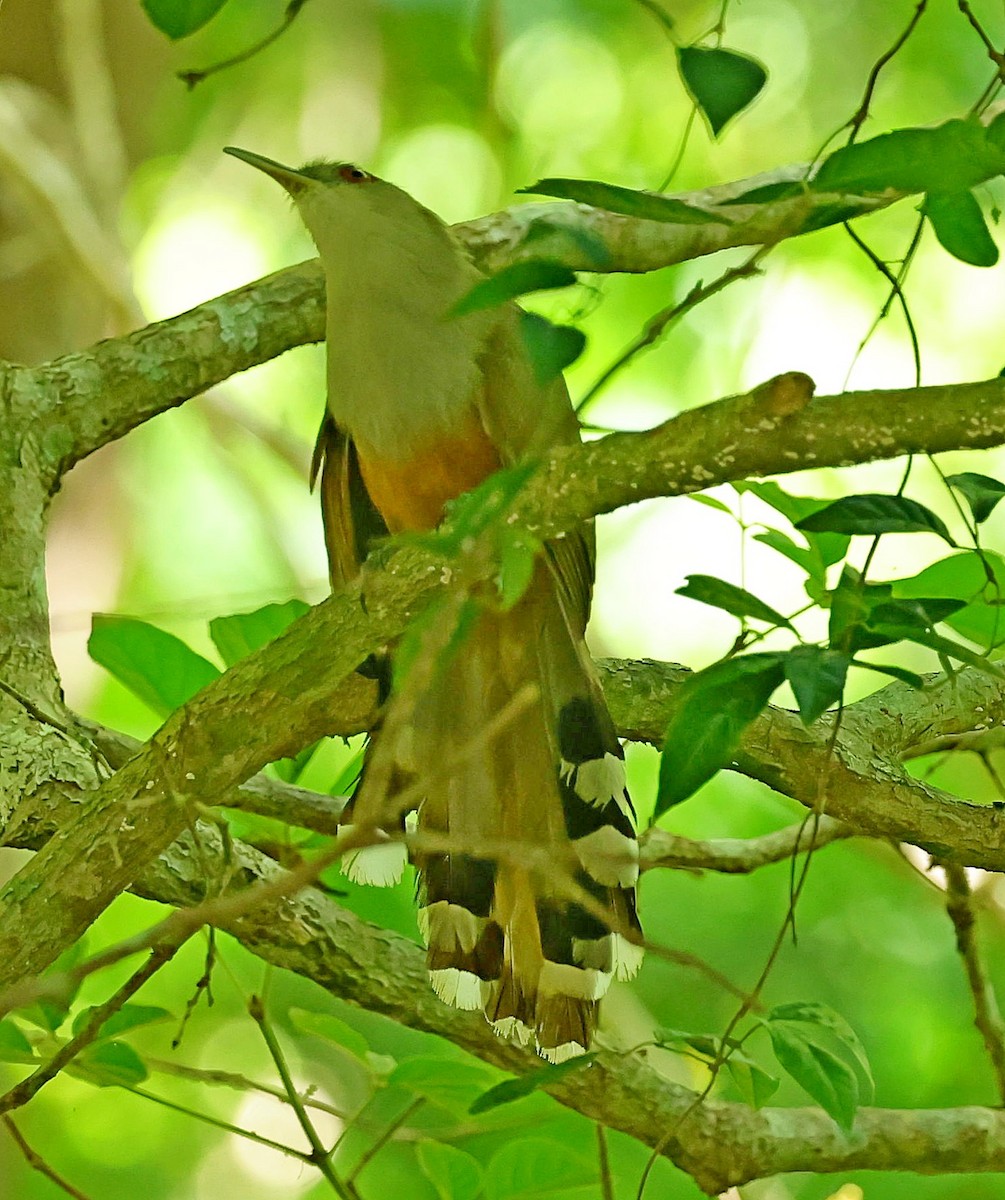 Puerto Rican Lizard-Cuckoo - ML640862973