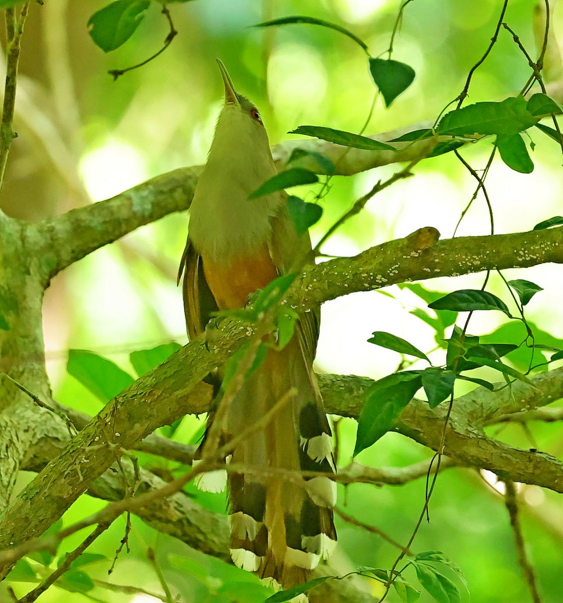 Puerto Rican Lizard-Cuckoo - ML640862974