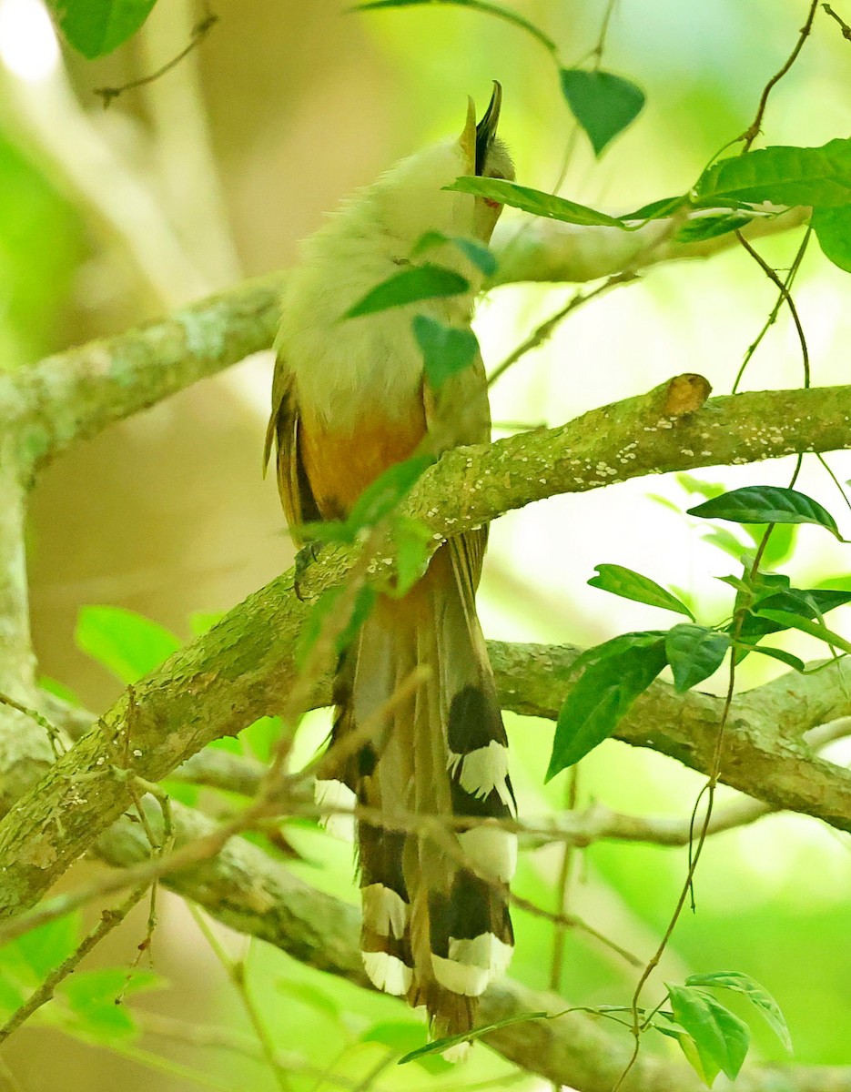 Puerto Rican Lizard-Cuckoo - ML640862975