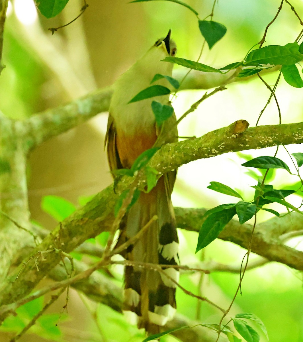 Puerto Rican Lizard-Cuckoo - ML640862976