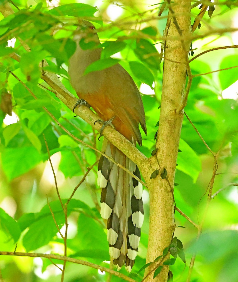 Puerto Rican Lizard-Cuckoo - ML640862977