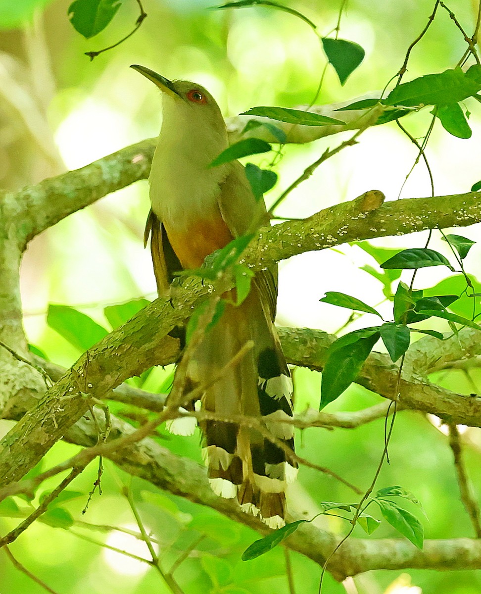 Puerto Rican Lizard-Cuckoo - ML640862978