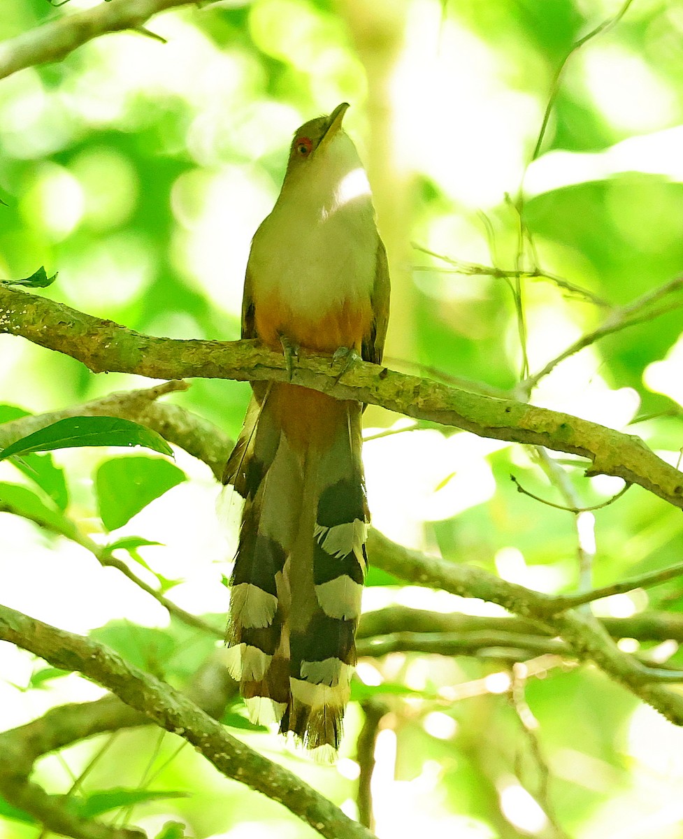 Puerto Rican Lizard-Cuckoo - ML640862979