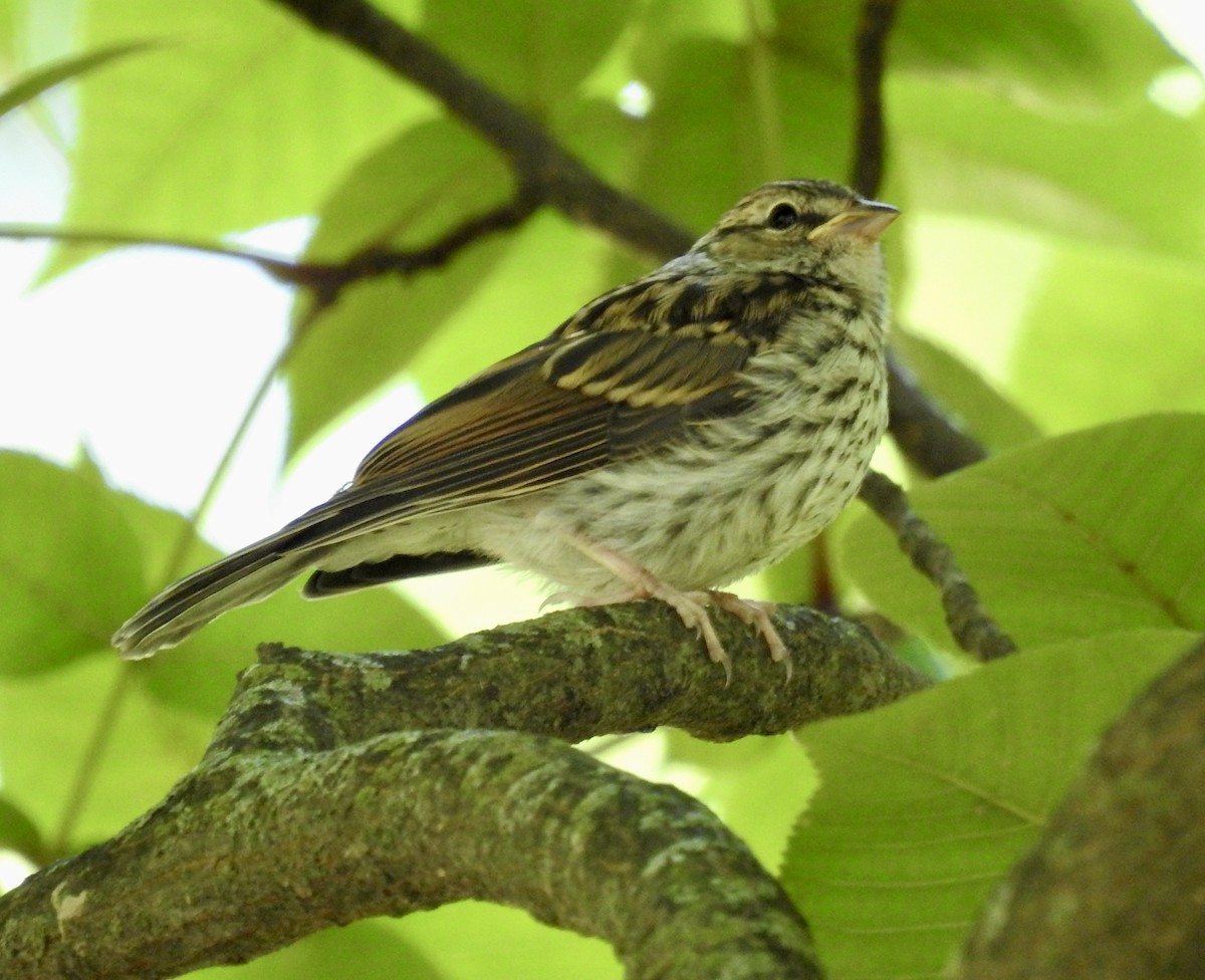 Chipping Sparrow - ML640862996
