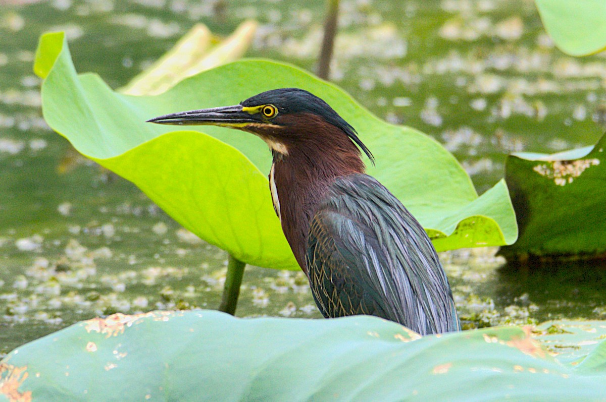 Green Heron - ML640863019