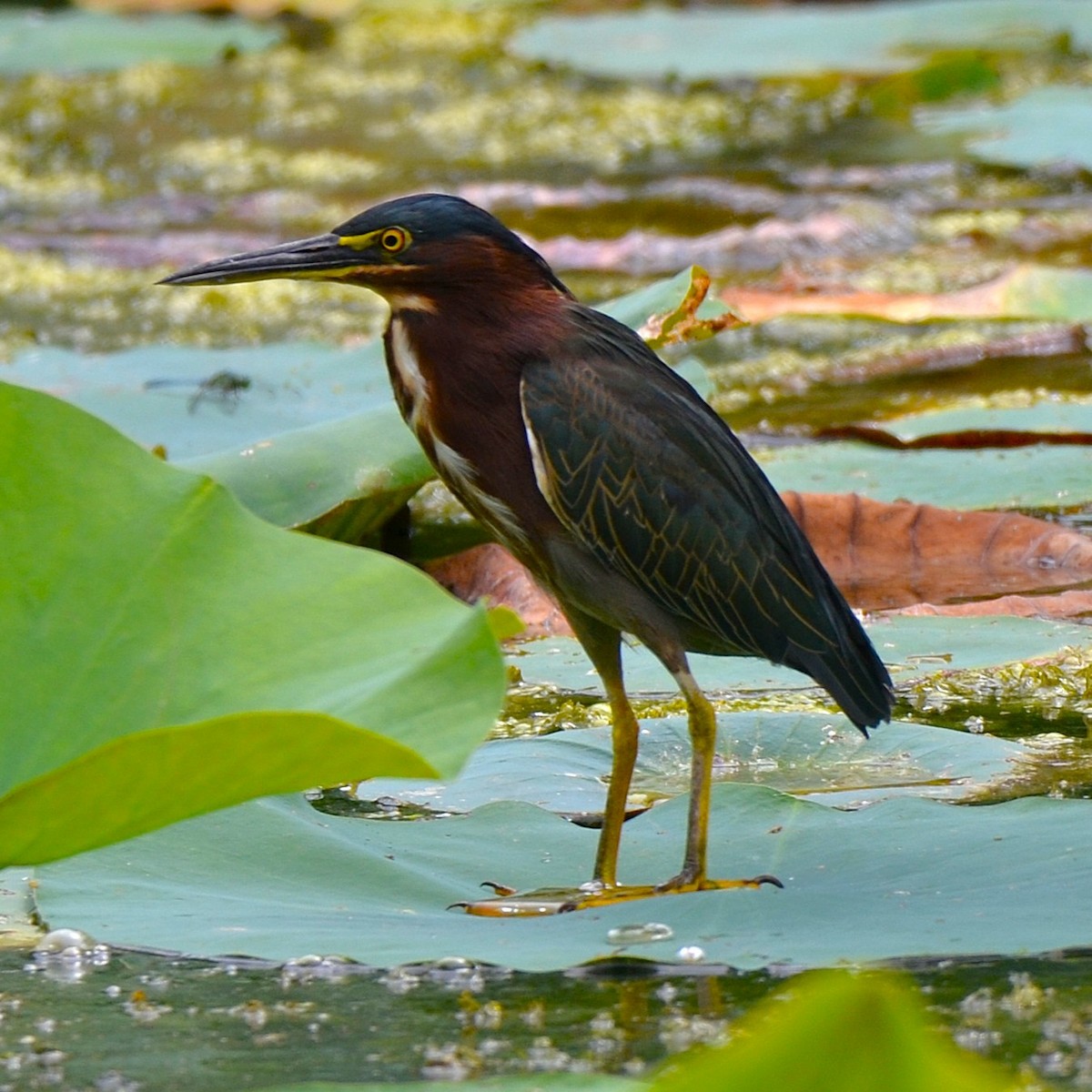 Green Heron - ML640863020