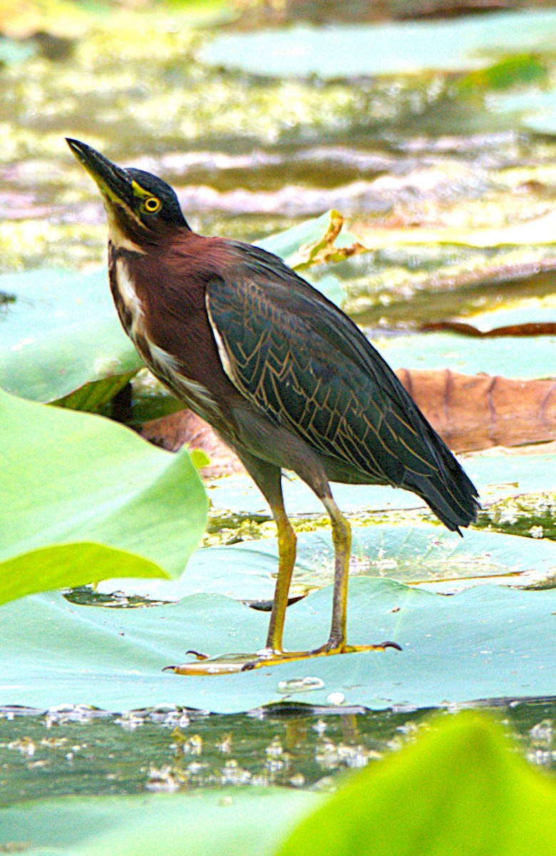 Green Heron - ML640863021