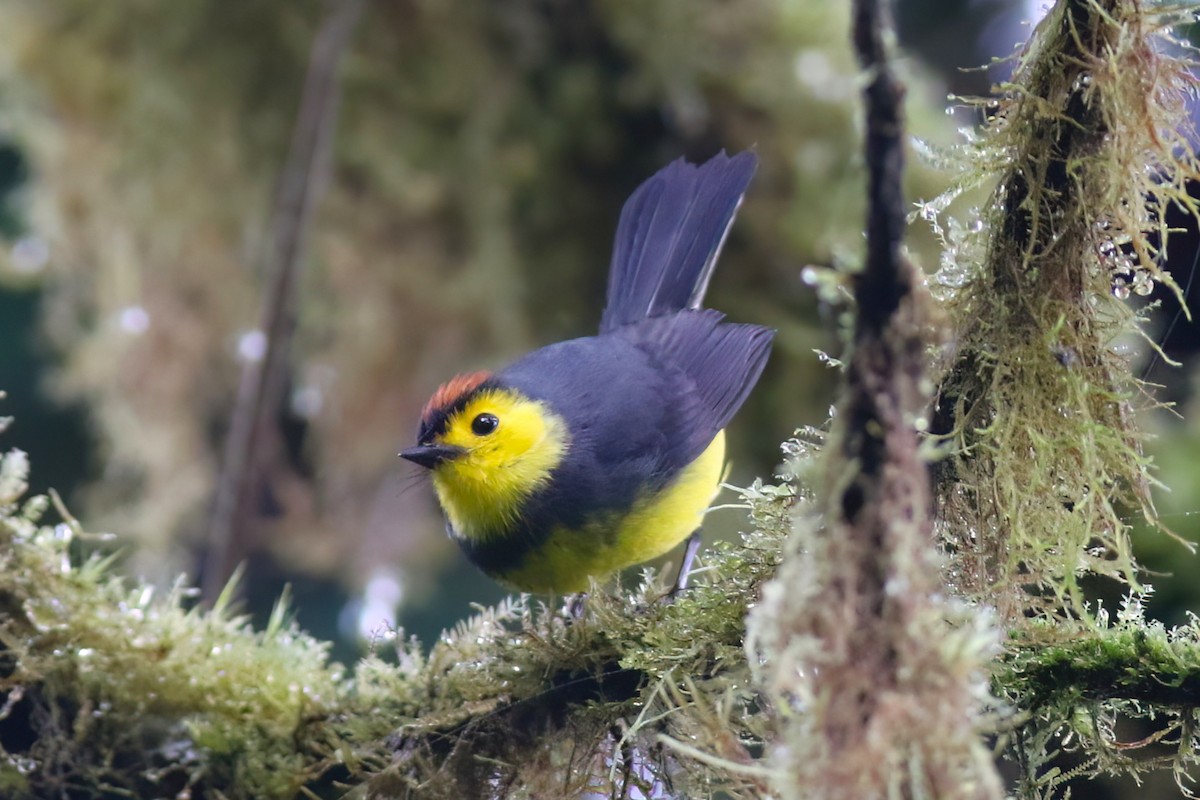 Collared Redstart - ML640863026