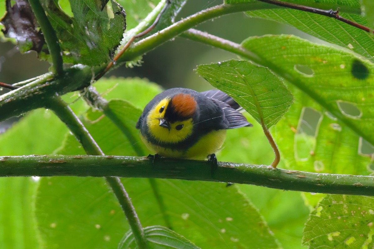 Collared Redstart - ML640863027