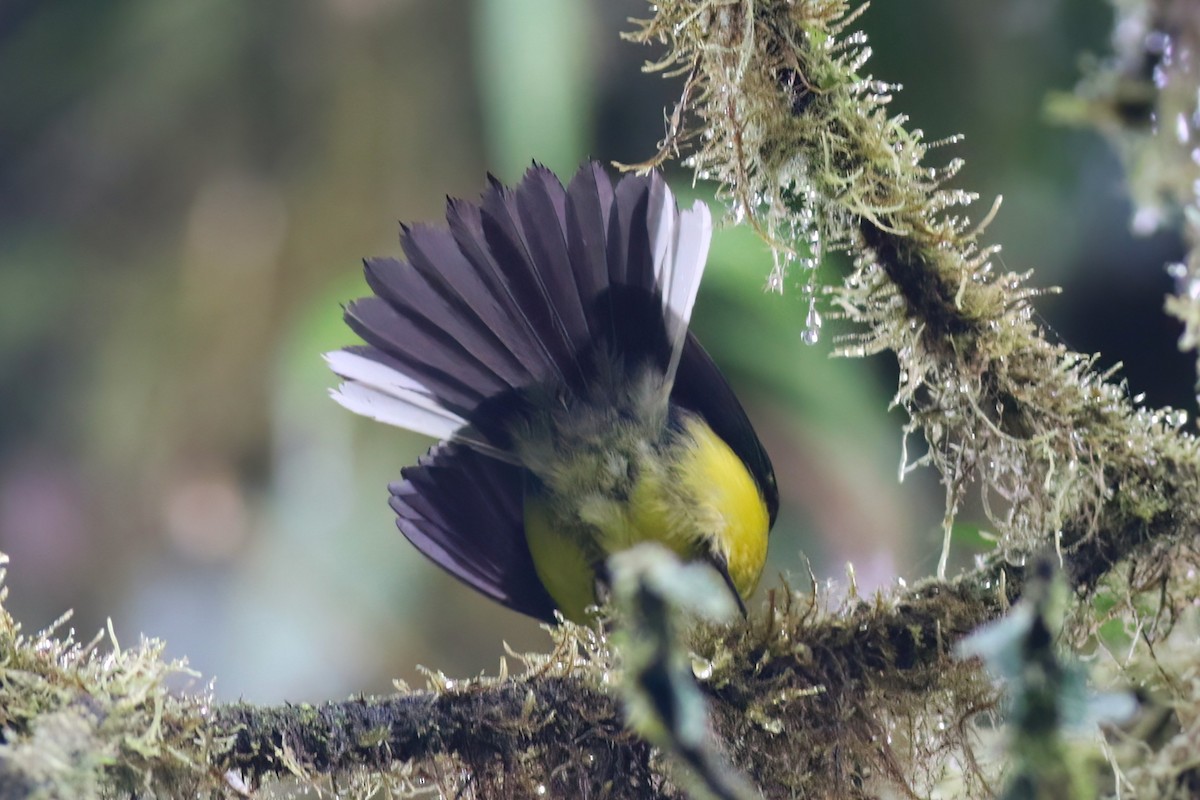 Collared Redstart - ML640863028