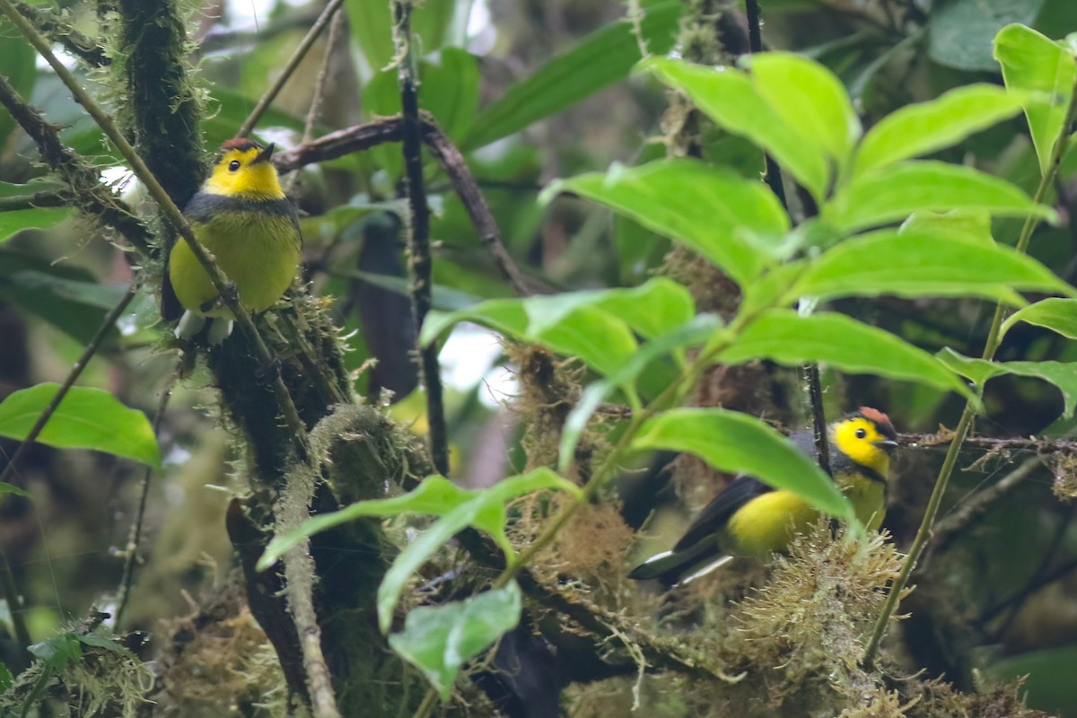 Collared Redstart - ML640863029