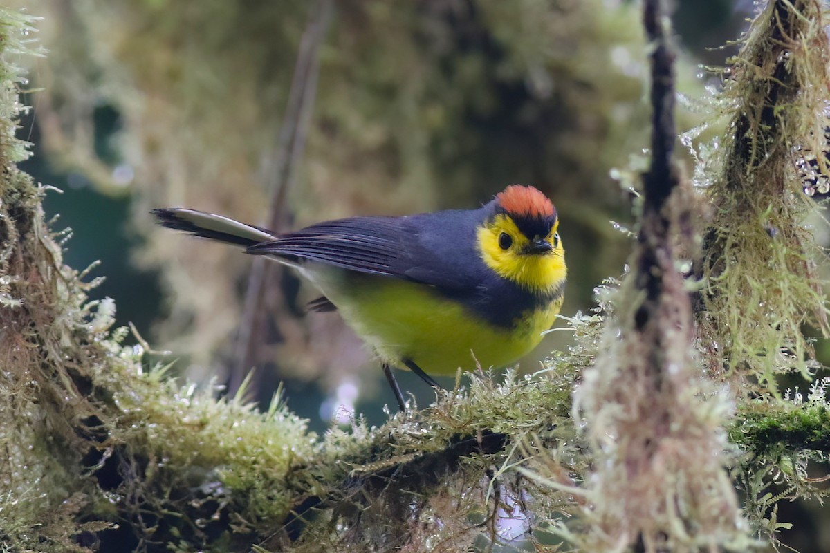 Collared Redstart - ML640863030