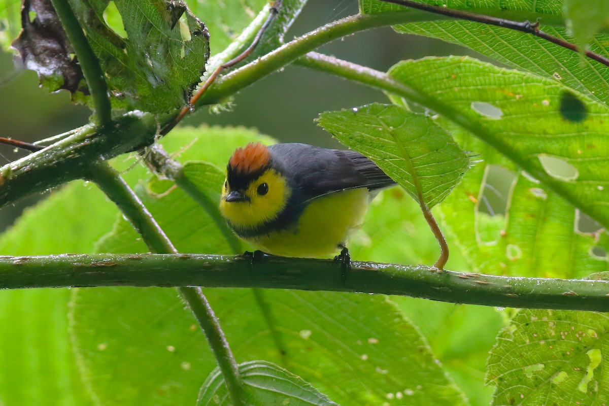 Collared Redstart - ML640863031
