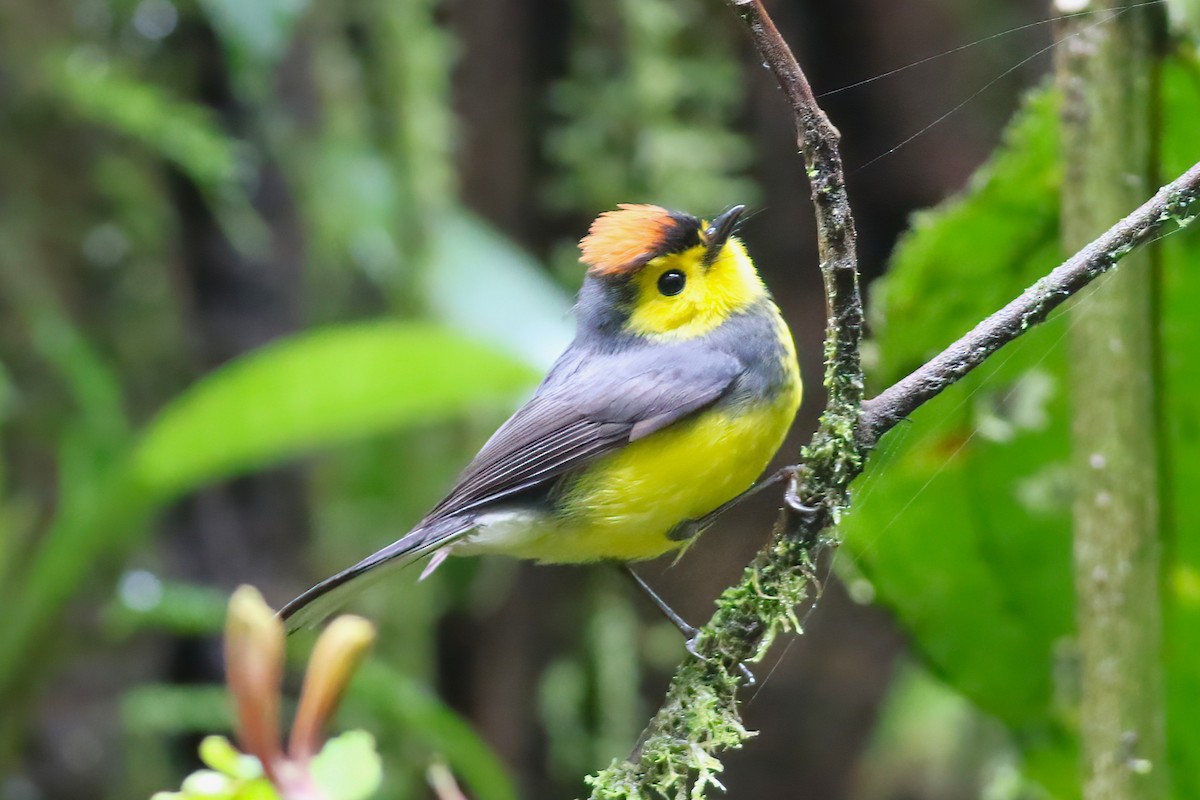 Collared Redstart - ML640863032