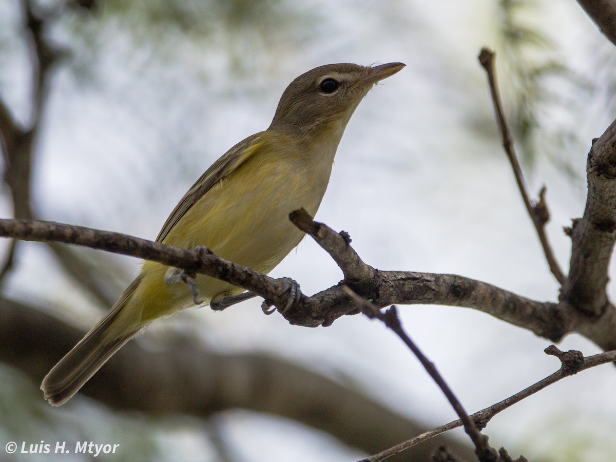 Bell's Vireo - ML640863033
