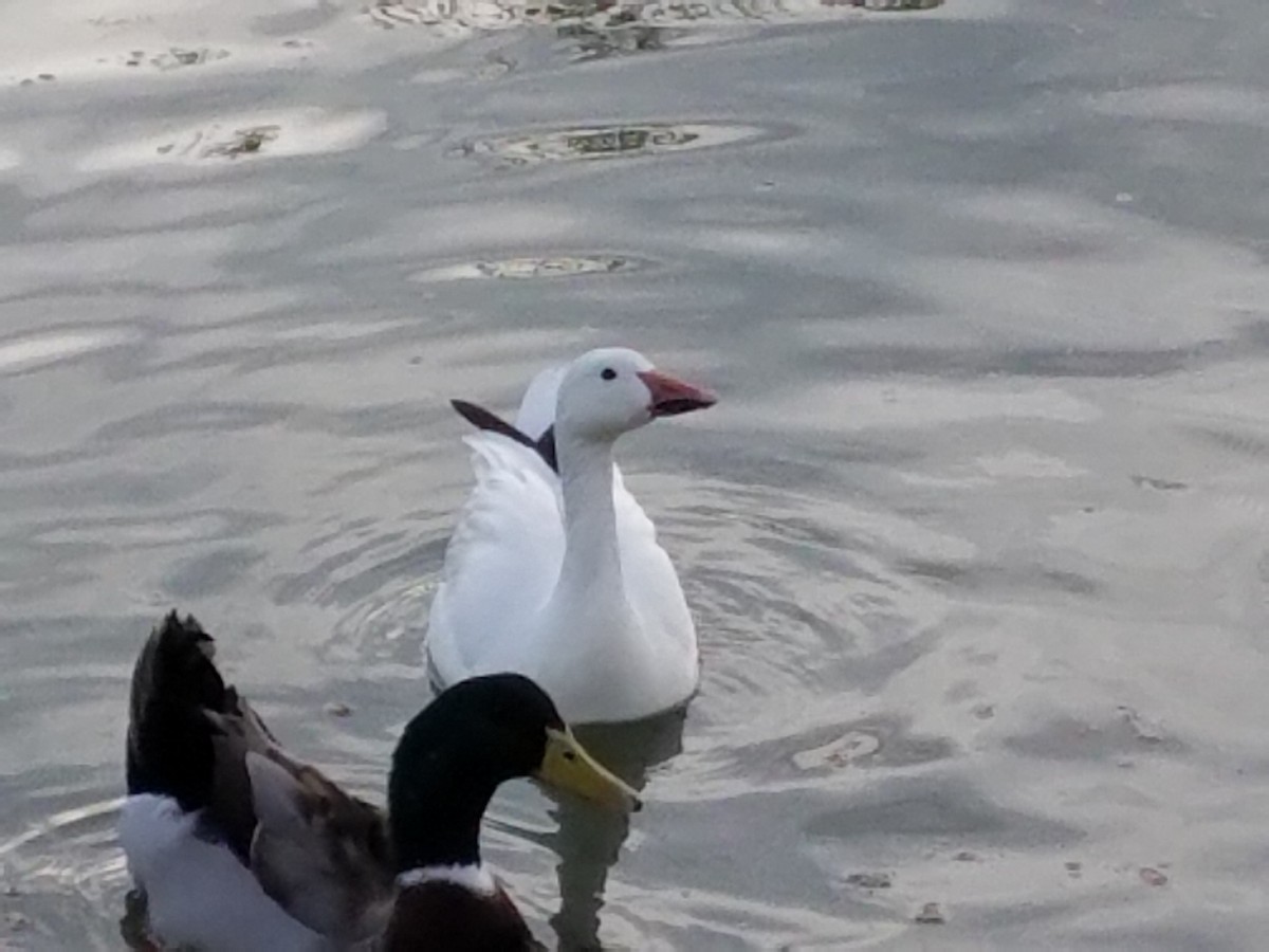 Snow Goose - ML640863035