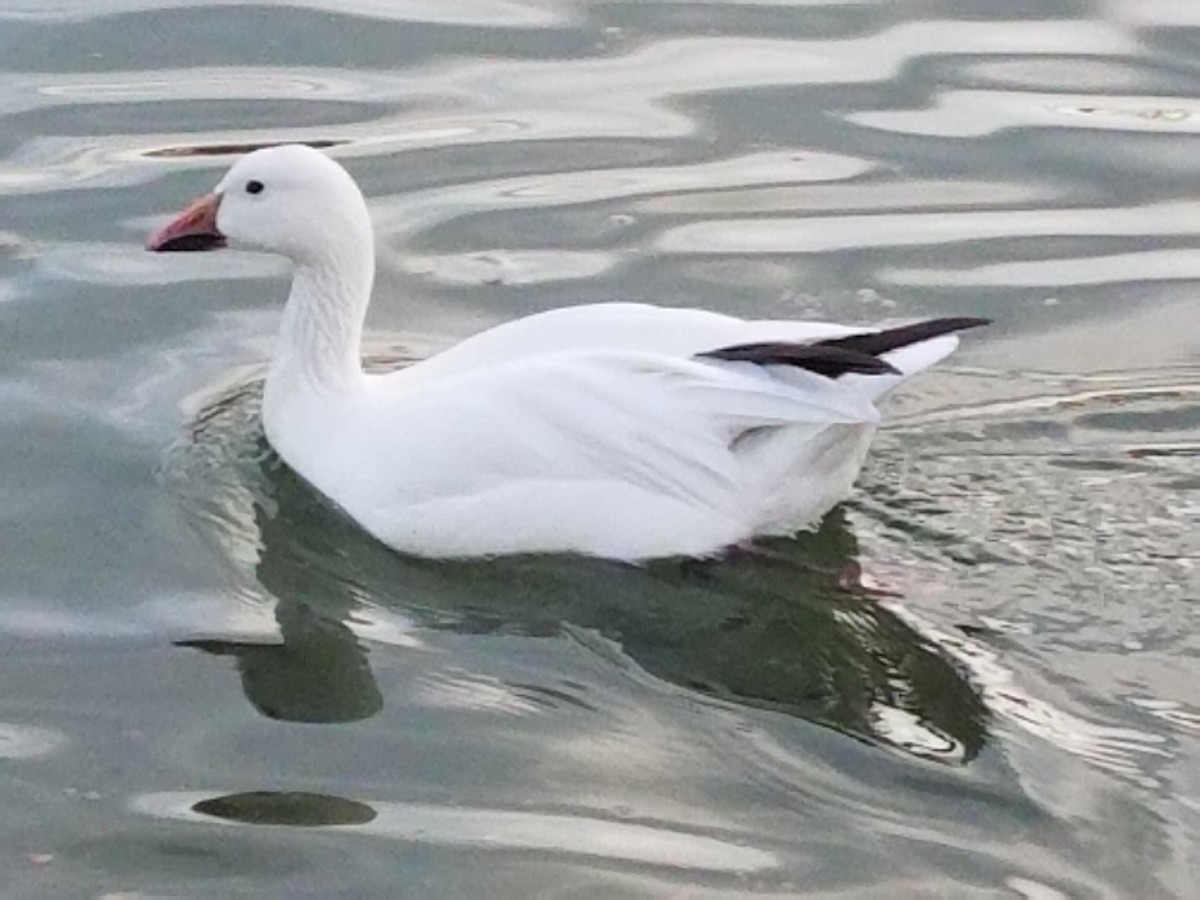 Snow Goose - ML640863037