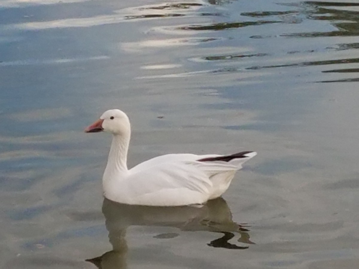 Snow Goose - ML640863038