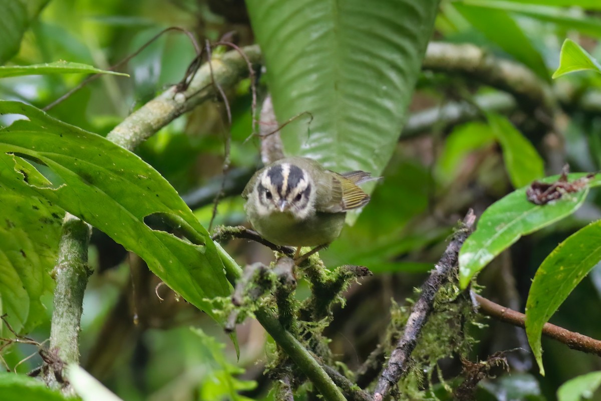 Costa Rican Warbler - ML640863043
