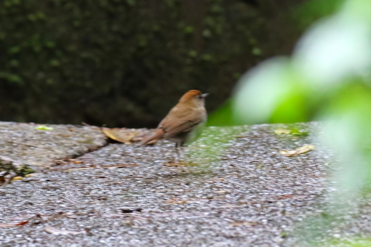Ruddy-capped Nightingale-Thrush - ML640863045