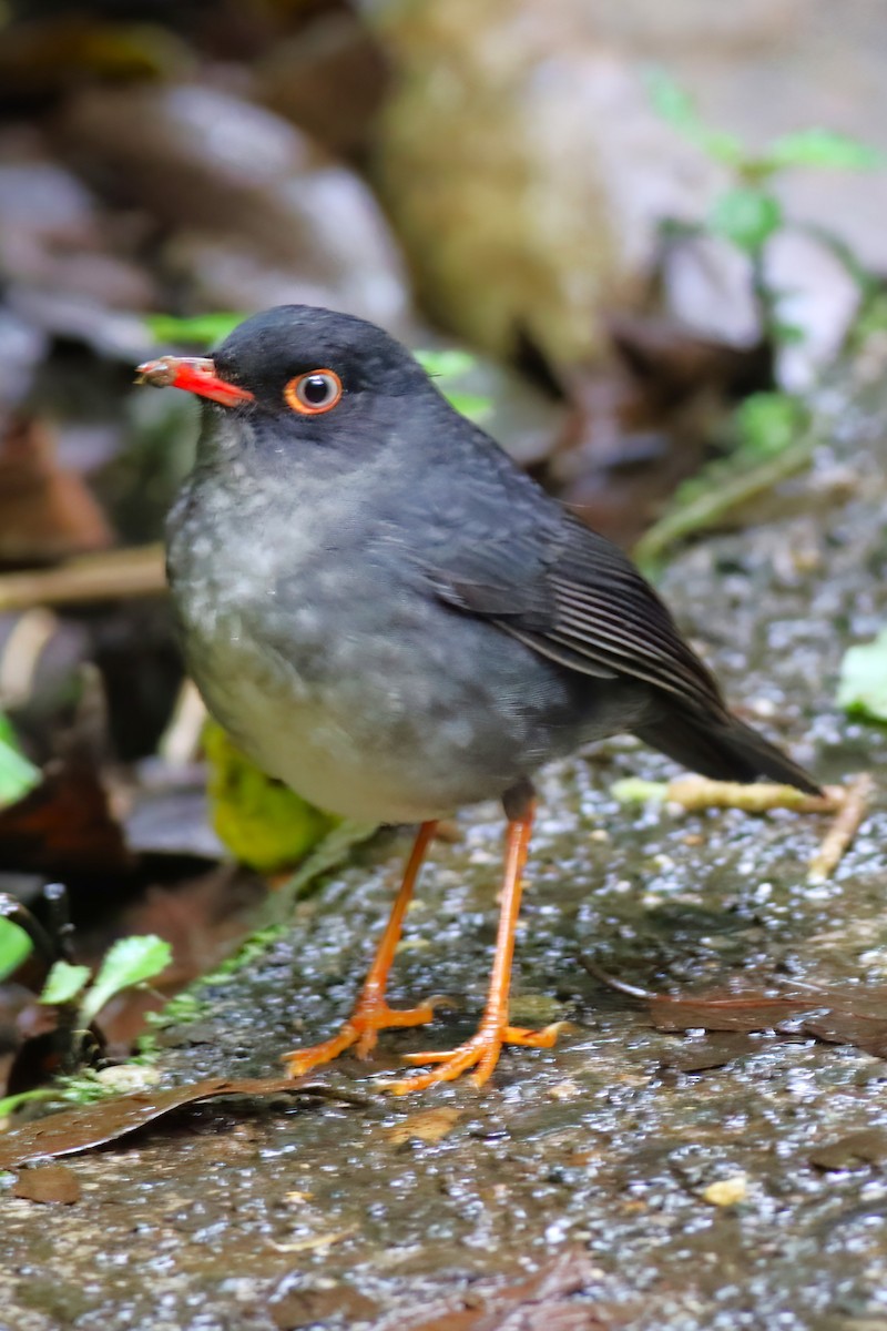 Slaty-backed Nightingale-Thrush - ML640863050