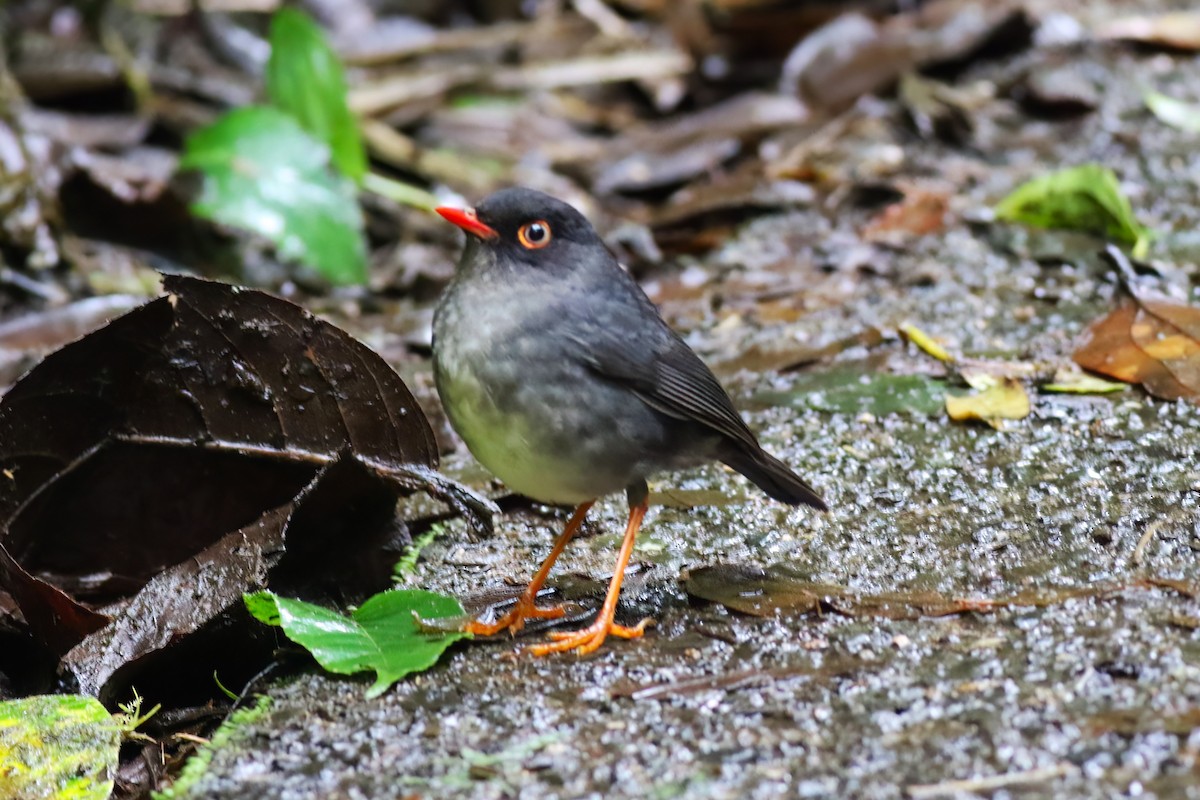 Slaty-backed Nightingale-Thrush - ML640863051