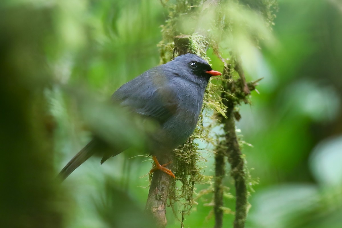 Black-faced Solitaire - ML640863053