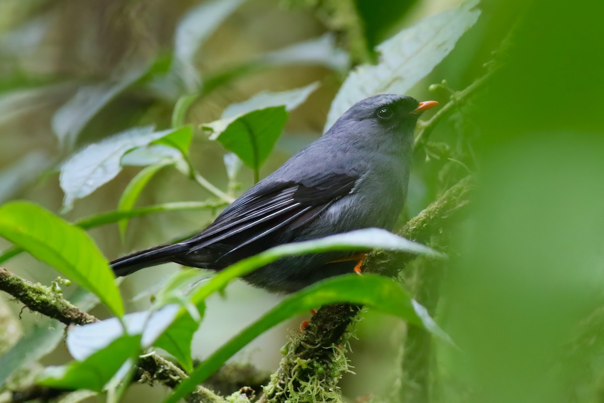 Black-faced Solitaire - ML640863054