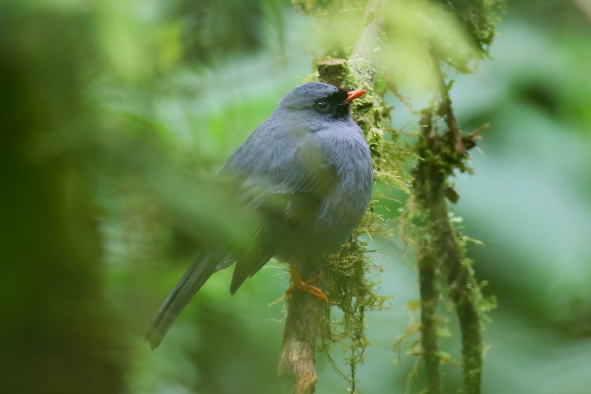 Black-faced Solitaire - ML640863055