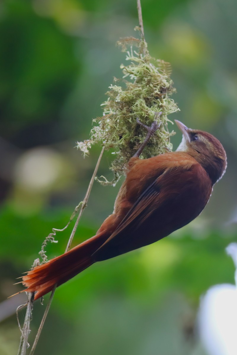 Ruddy Treerunner - ML640863063