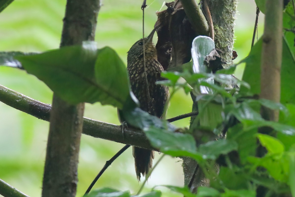Spotted Barbtail - ML640863069